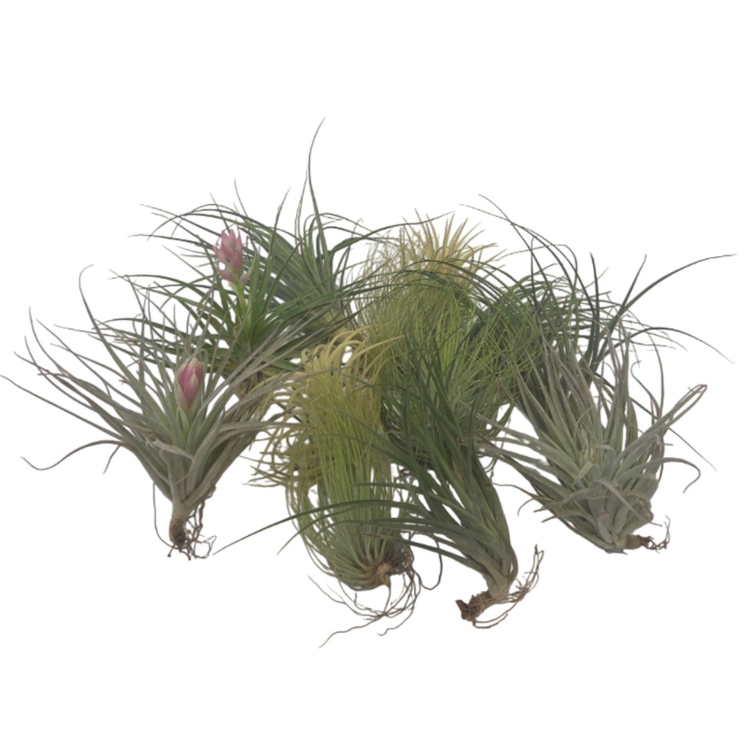 Plant In A Box - Plante aérienne - Set de 12 - Tillandsia - Hauteur 5-15cm - ⌀5cm - Image 1