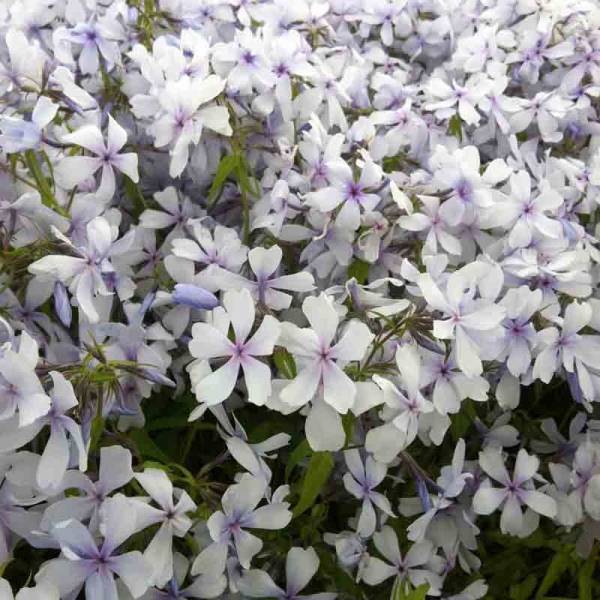 Phlox divaricata Dirigo Ice Godet de 8/9 cm