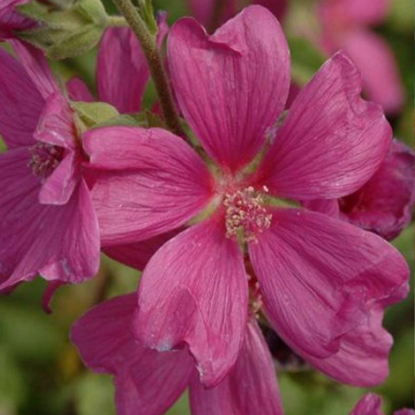Promesse de Fleurs - Lavatera Chamallow - Lavatère, mauve en arbre Pot de 3L/4L