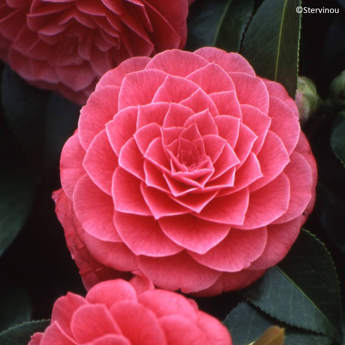 Camélia Spring Formal - Camellia japonica Pot de 4L/5L