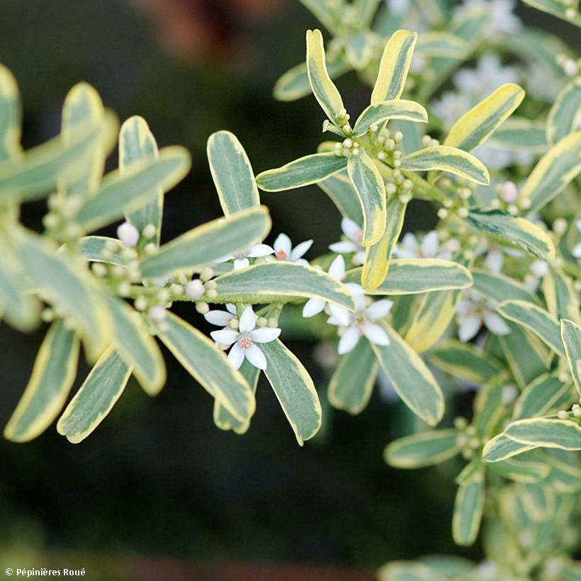 Philotheca (Eriostemon) myoporoides Gold Touch Pot de 3L/4L - Image 1