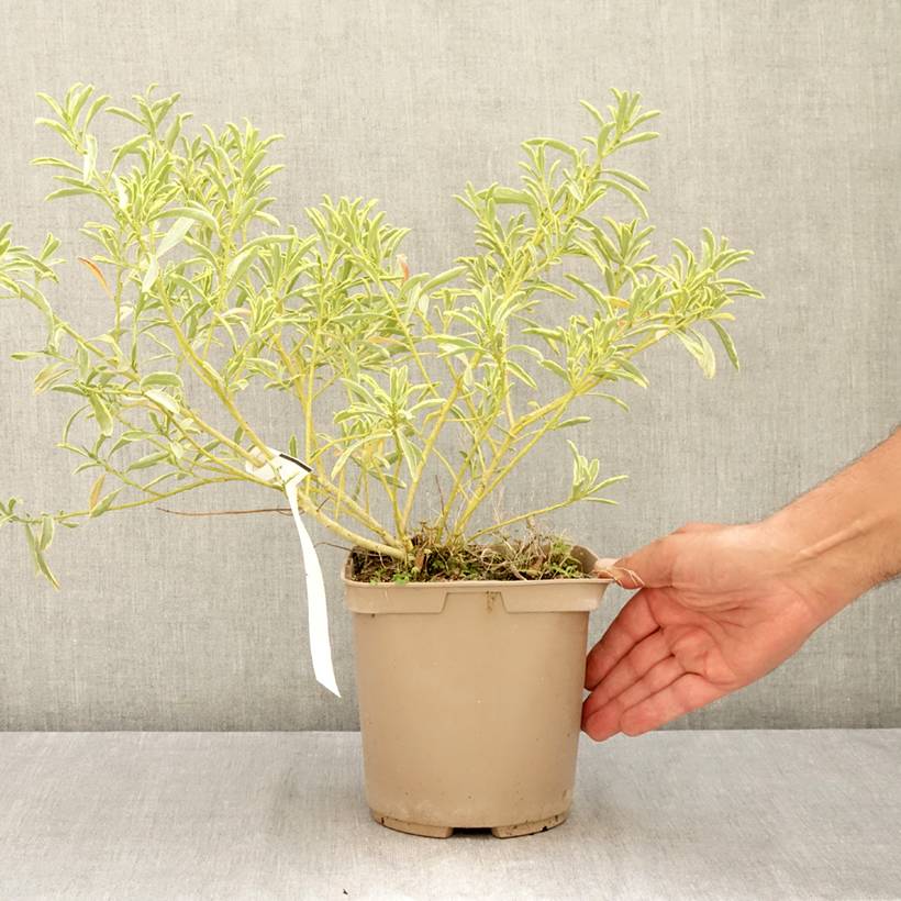 Philotheca (Eriostemon) myoporoides Gold Touch Pot de 3L/4L - Image 2