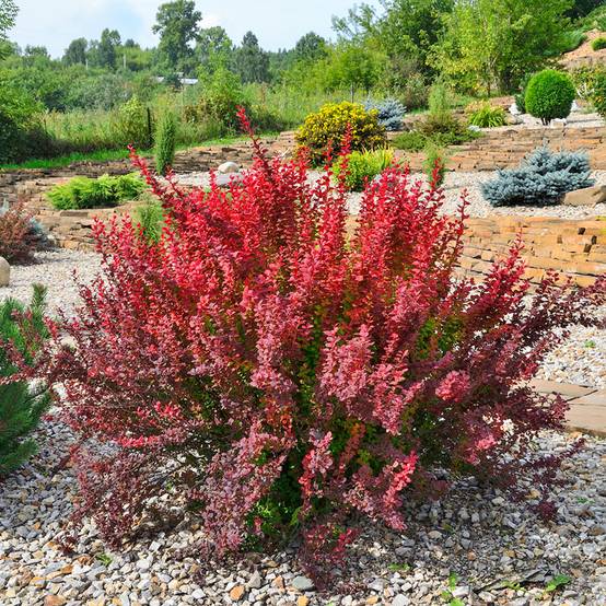 Beberis thunbergii Red Rocket - Epine-vinette Pot de 2L/3L