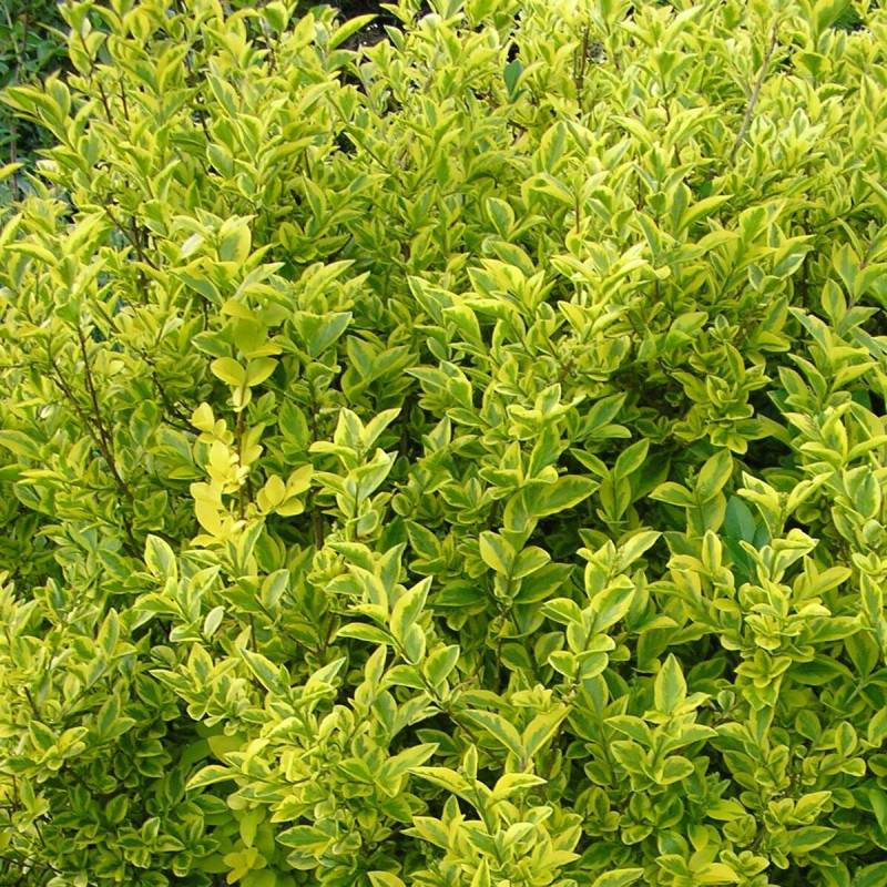 Troène de Californie Doré, Ligustrum à fleurs Blanche/ - feuillage Caduc - Pot de 7,5L - 80/100 cm