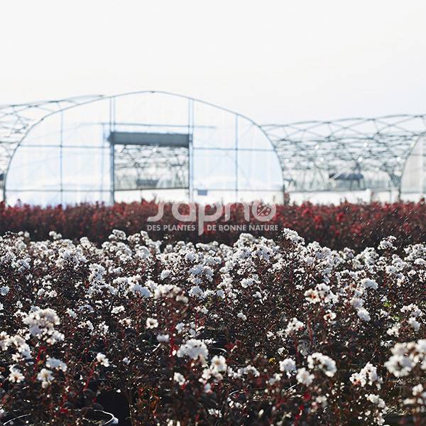 Lilas des Indes Black Diamond® Pure White™, Lagerstroemia à fleurs Blanche - feuillage Caduc - Pot de 3L - Touffe- hauteur à maturité De 1,50 m à 2,0 - Image 1