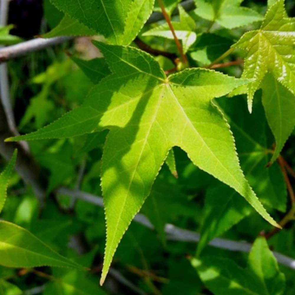 Copalme d'Amérique M. foster, Liquidambar - Pot de 15L - Baliveau