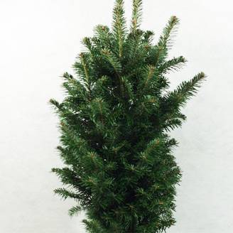Abies alba Pyramidalis - Sapin blanc nain Pot de 7,5L/10L