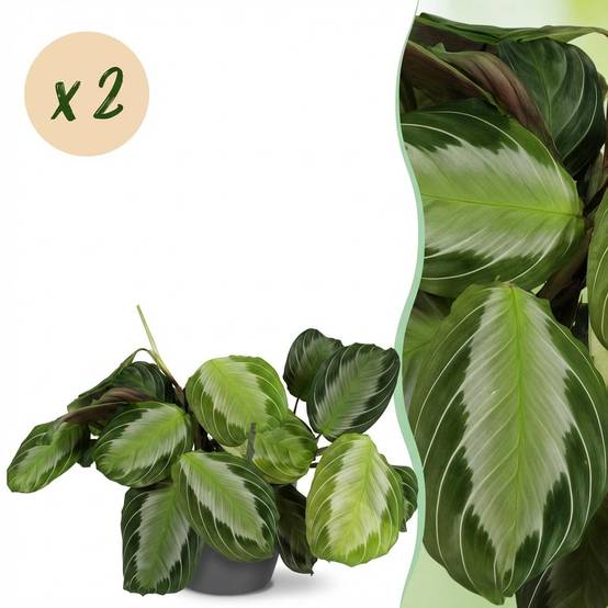 Maranta Fascinator Silverband - H35cm - Image 2