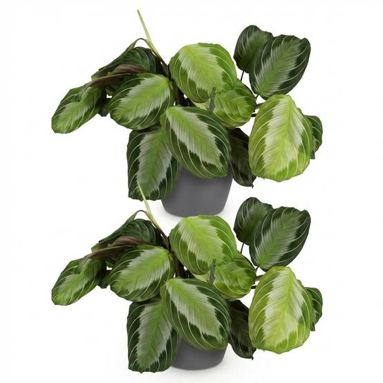Maranta Fascinator Silverband - H35cm - Image 4