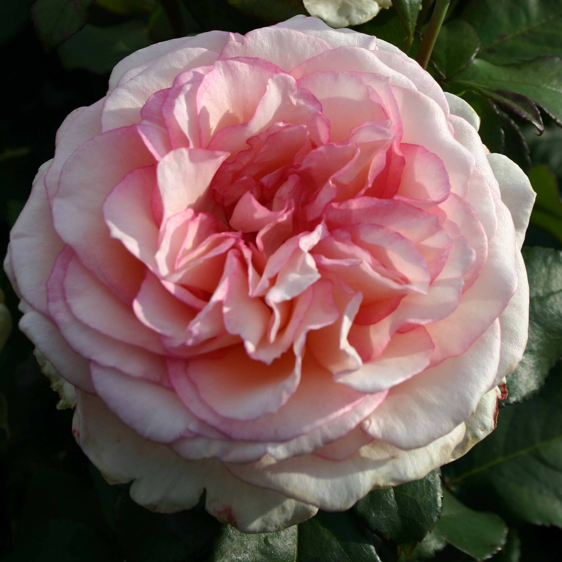 Promesse de Fleurs - Rosier à grandes fleurs Souvenir de Baden-Baden Racines nues en motte