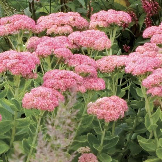 Sedum spectabile Septemberglut - Orpin d'automne Godet de 8/9 cm