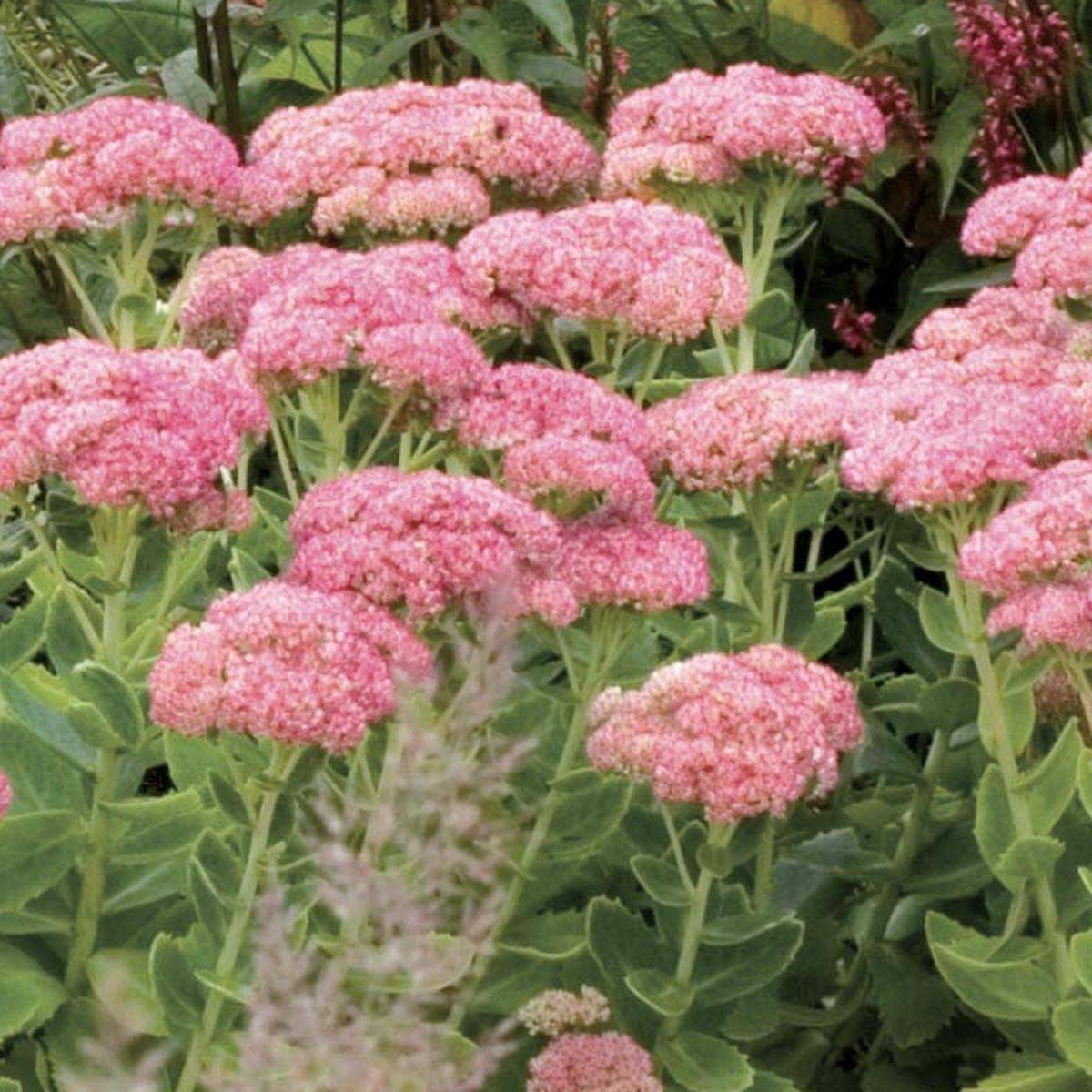 Sedum spectabile Septemberglut - Orpin d'automne Godet de 8/9 cm