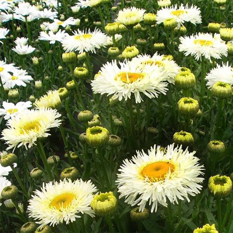 Leucanthemum superbum Real Galaxy - Grande marguerite Godet de 8/9 cm