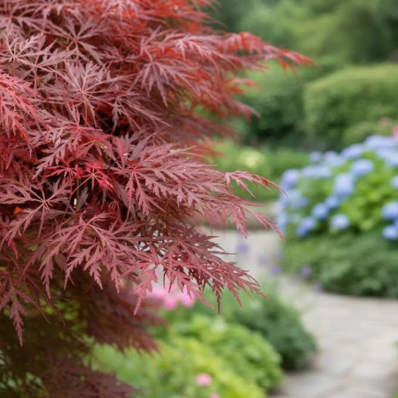 Érable du Japon Dissectum Garnet, Acer palmatum - Pot de 4L - 40/60 cm - Imagen 2