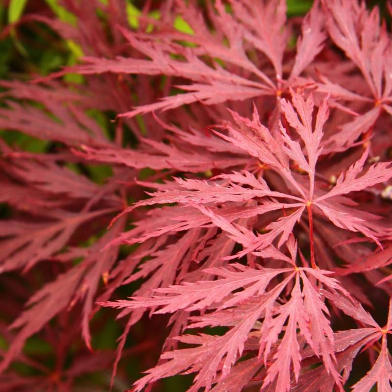 Érable du Japon Dissectum Garnet, Acer palmatum - Pot de 4L - 40/60 cm - Imagen 6