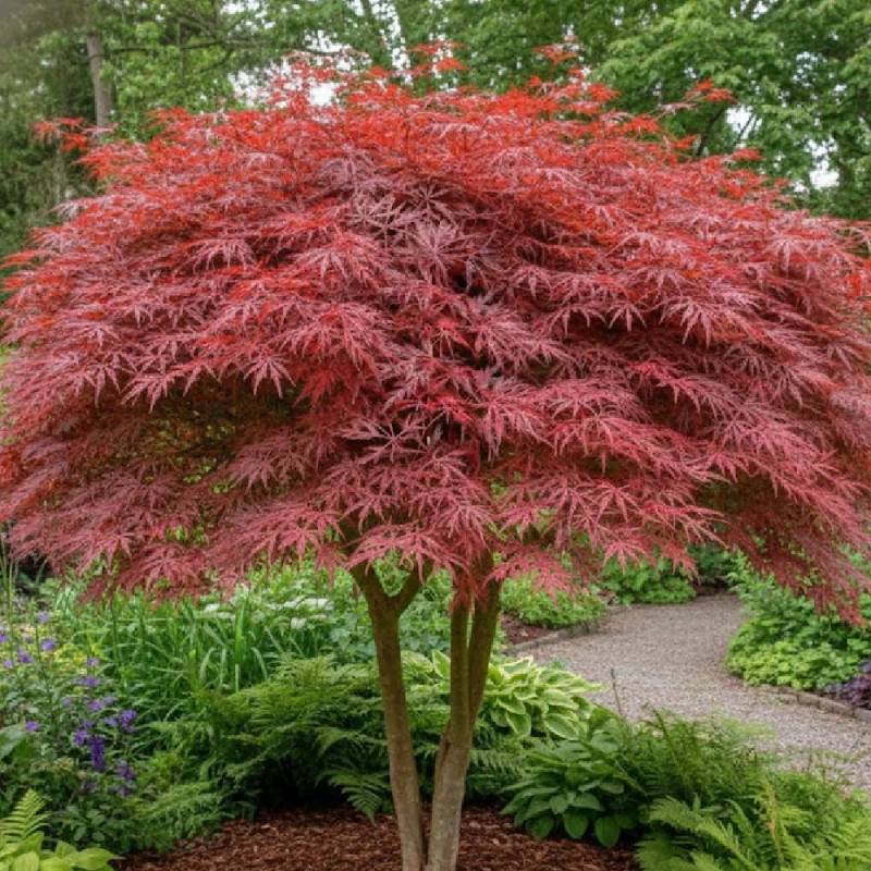 Érable du Japon Dissectum Garnet, Acer palmatum - Pot de 4L - 40/60 cm - Imagen 5