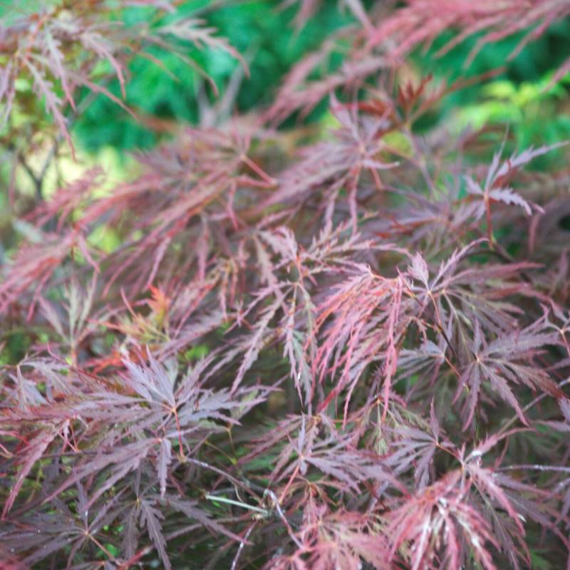Érable du Japon Dissectum Garnet, Acer palmatum - Pot de 4L - 40/60 cm - Imagen 3