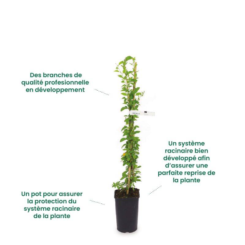 Myrtillier arbustif 'Estive' BIO (Vaccinium corymbosum 'Estive' BIO) - Godet 9cm - Pépinières Naudet - Image 2