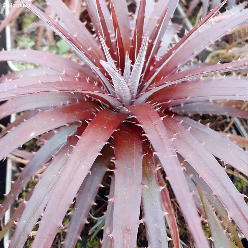 Promesse de Fleurs - Dyckia Burgundy Ice - Broméliacée Pot de 3L/4L