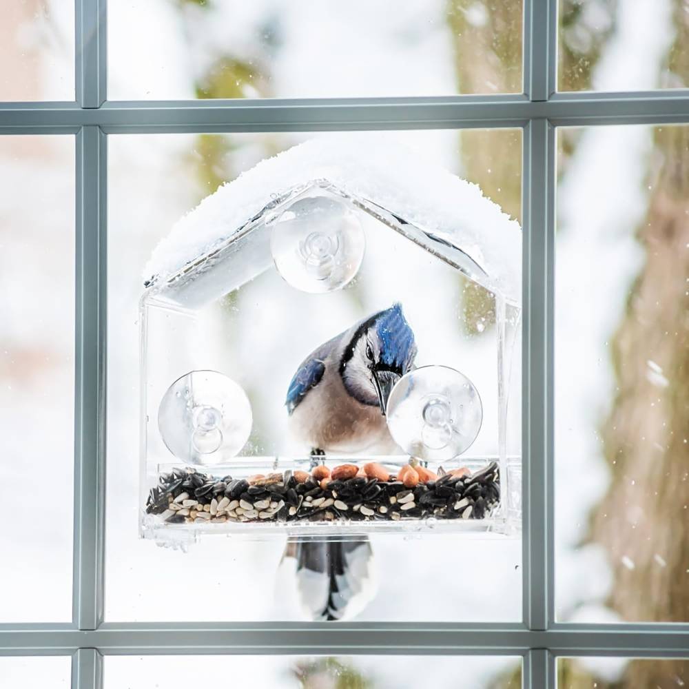 Mangeoire à oiseaux transparente - IntiMeg - Image 3