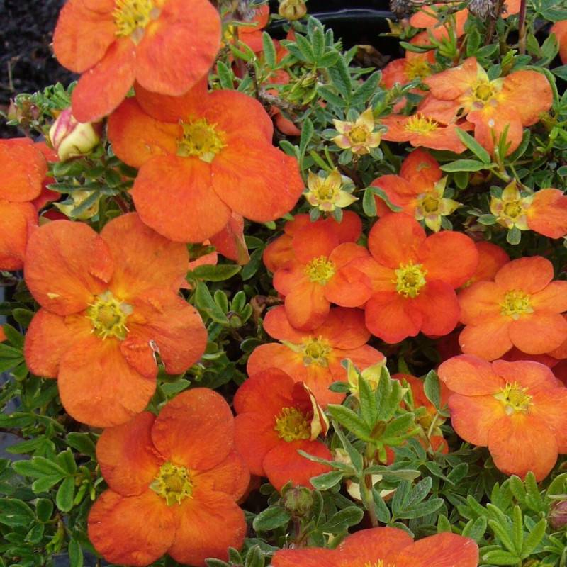 Potentille arbustive Tangerine, Potentilla à fleurs Orange - feuillage Caduc - Pot de 3L - 40/60 cm-  hauteur à maturité De 0,50 m à 1,00 m - Imagen 1