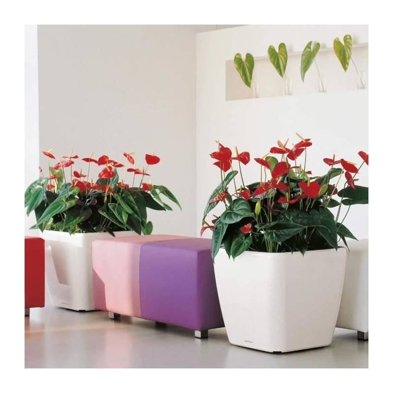 Lechuza - Pot De Fleur - Lec - Quadro Premium Ls 50 - Argent Métallisé - 15 L - Systeme D'irrigation Intégré - Imagen 3