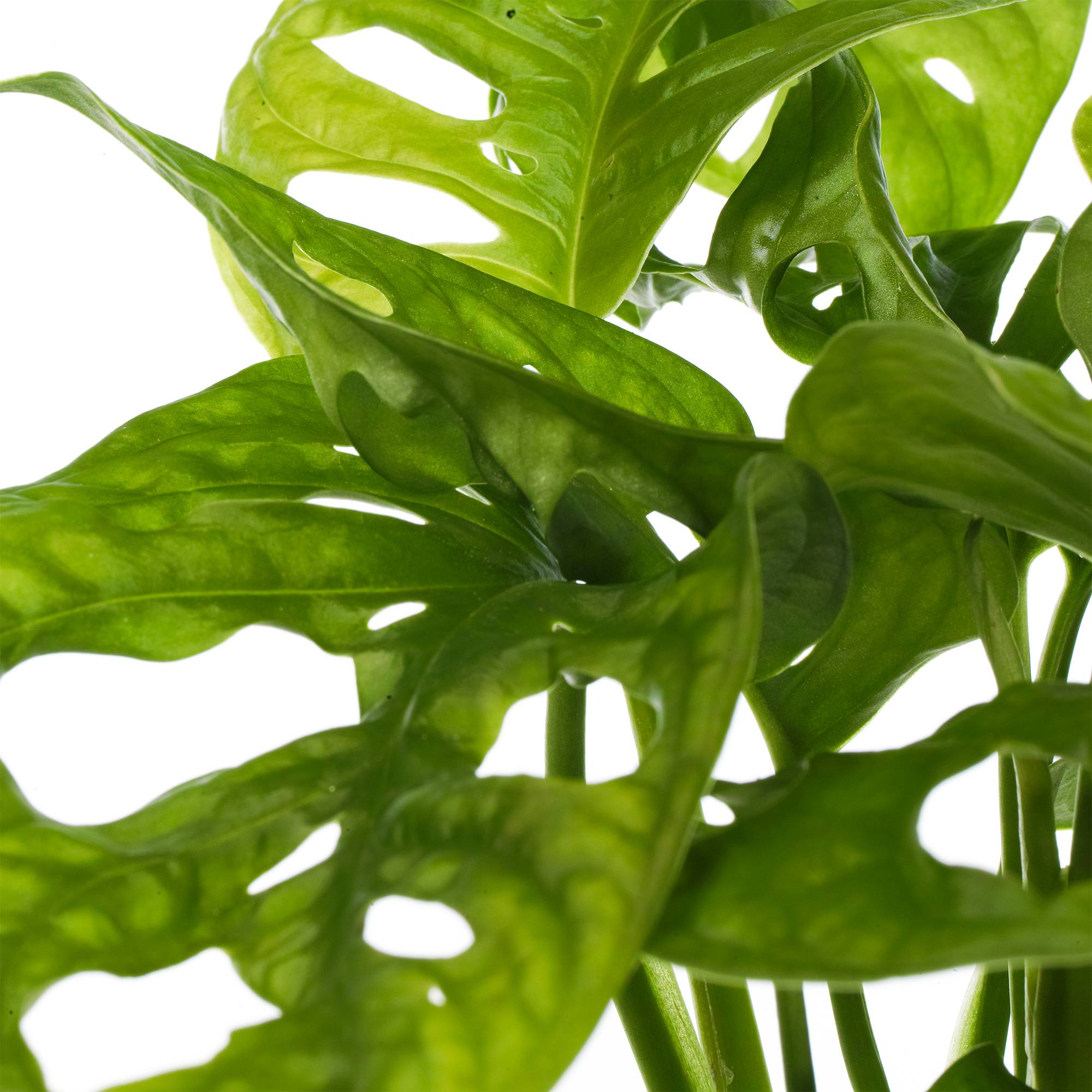 Gardenersdream - Adorable Monstera Obliqua Monstera Monkey Leaf Plante Verte D'Intérieur Dépolluante 20-30 Cm - GardenersDream - Imagen 3