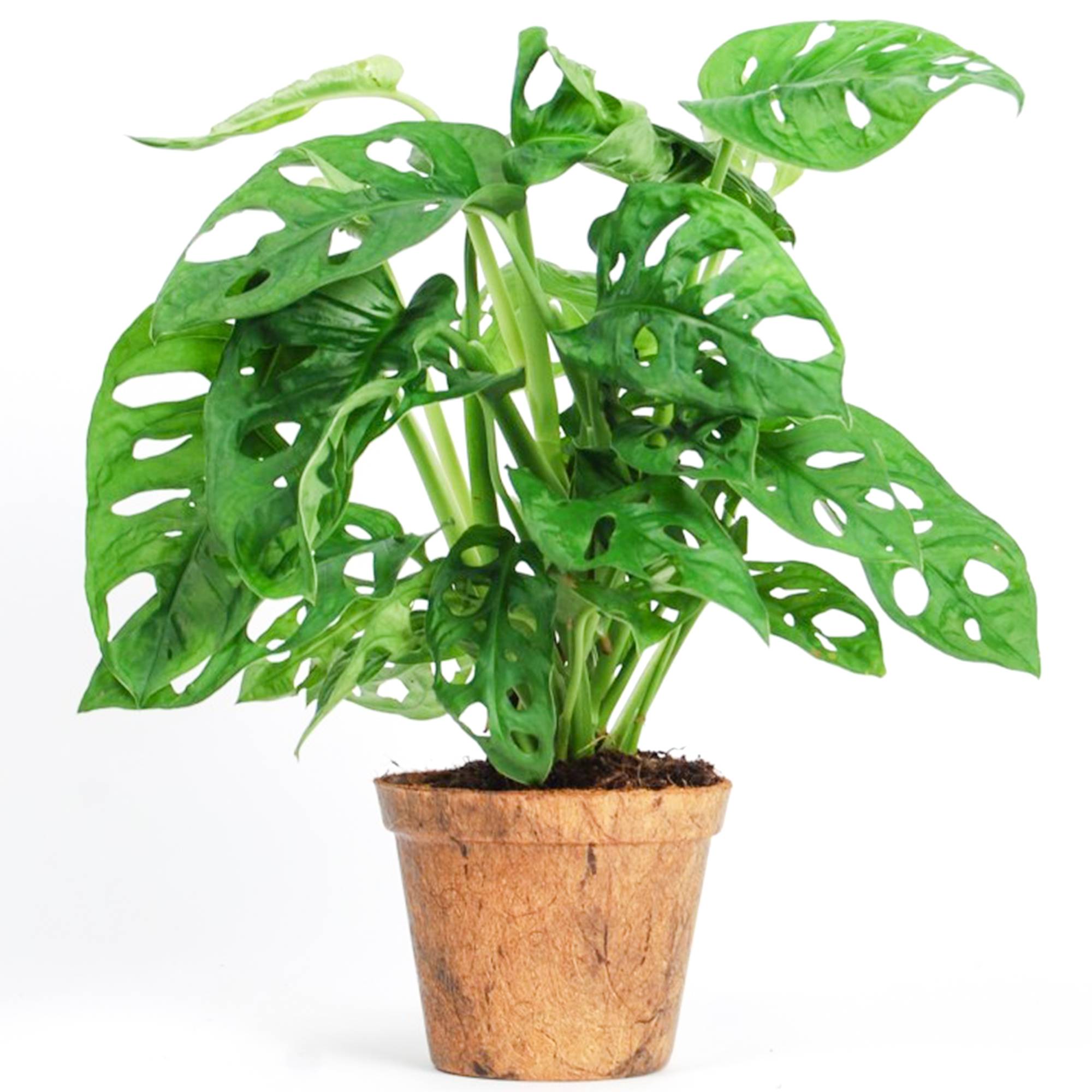 Gardenersdream - Adorable Monstera Obliqua Monstera Monkey Leaf Plante Verte D'Intérieur Dépolluante 20-30 Cm - GardenersDream - Imagen 1