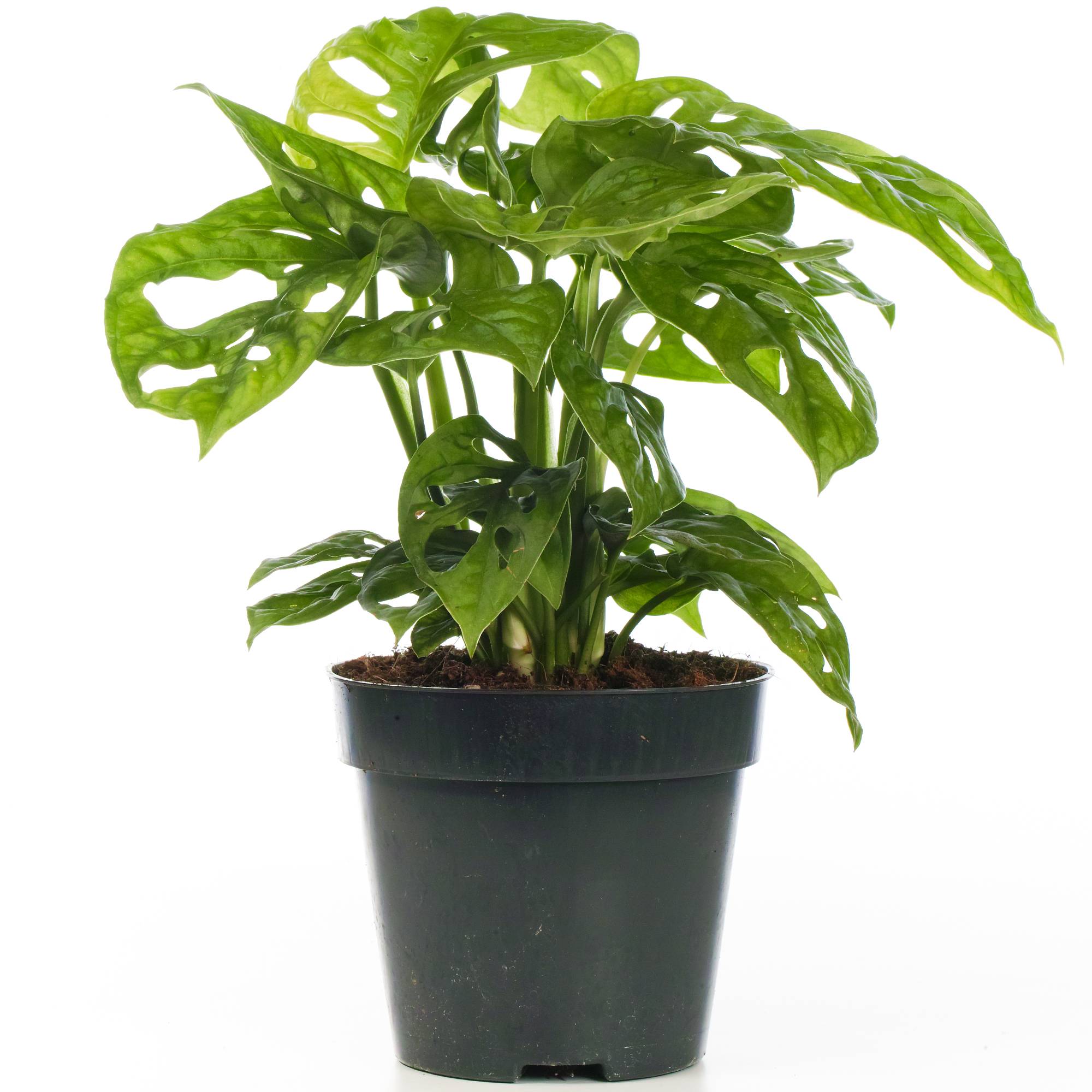 Gardenersdream - Adorable Monstera Obliqua Monstera Monkey Leaf Plante Verte D'Intérieur Dépolluante 20-30 Cm - GardenersDream - Imagen 2