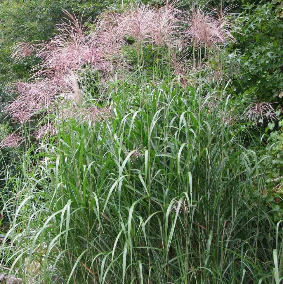 Sans Marque - Miscanthus giganteus (Roseau de Chine, Eulalie) Taille:Pot de 5 litres - 0/120 cm - Imagen 1