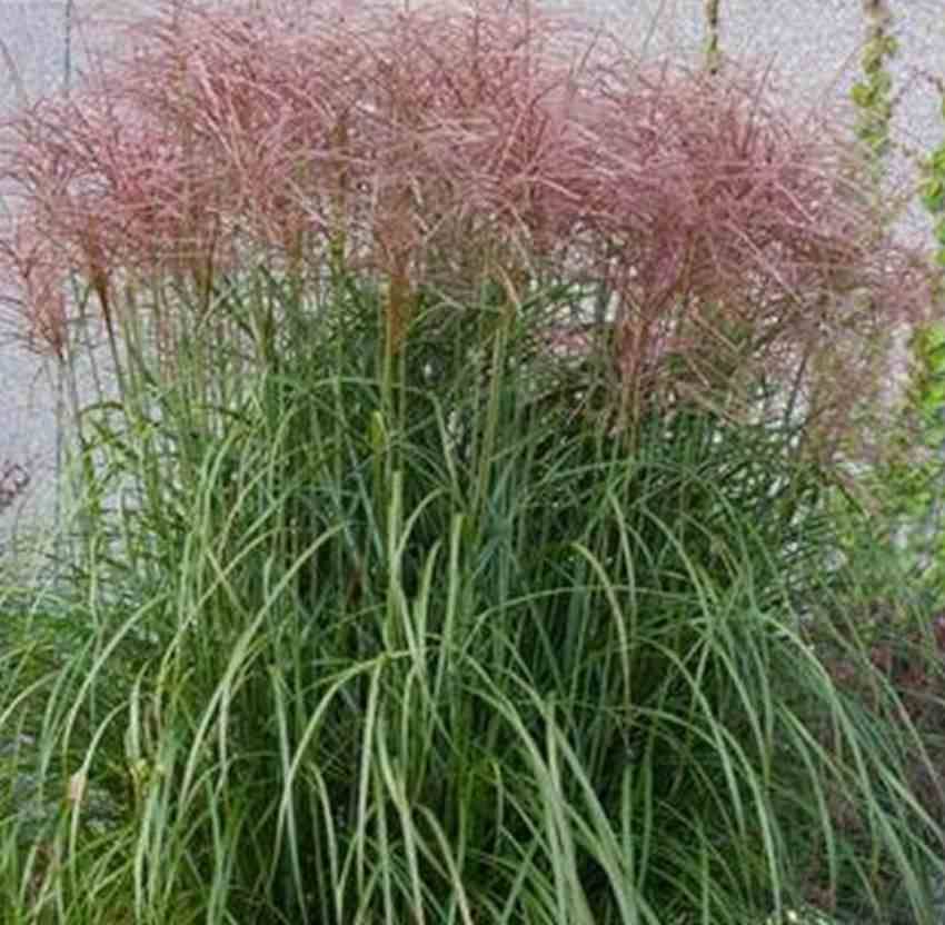 Sans Marque - Miscanthus giganteus (Roseau de Chine, Eulalie) Taille:Pot de 5 litres - 0/120 cm - Imagen 2
