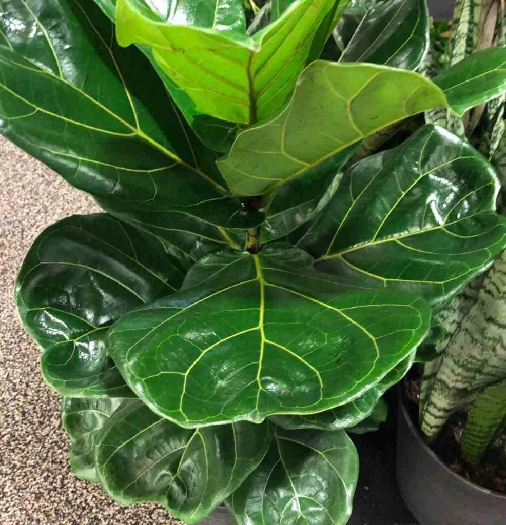 0 - Ficus lyrata (Ficus Lyre) Pot de 25L- 125/150cm - Image 2