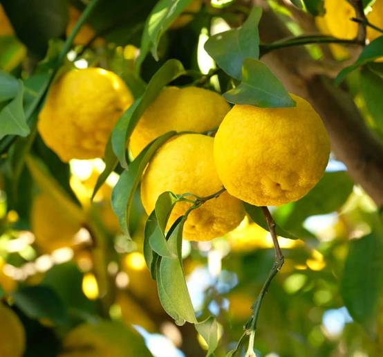 Sans Marque - Agrumes citrus junos Yuzu 5 (citronYuzu) Pot de 4 litres - 30/50 cm - Image 3