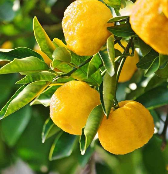 Sans Marque - Agrumes citrus junos Yuzu 5 (citronYuzu) Pot de 4 litres - 30/50 cm - Image 1