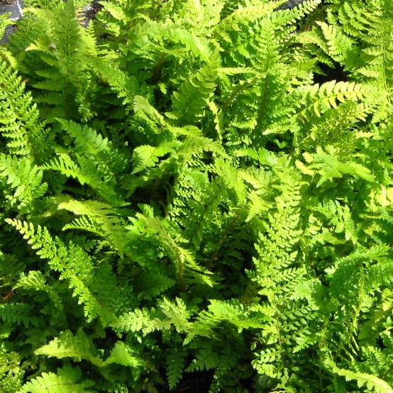 Polystichum setiferum Proliferum - Fougère Godet de 8/9 cm