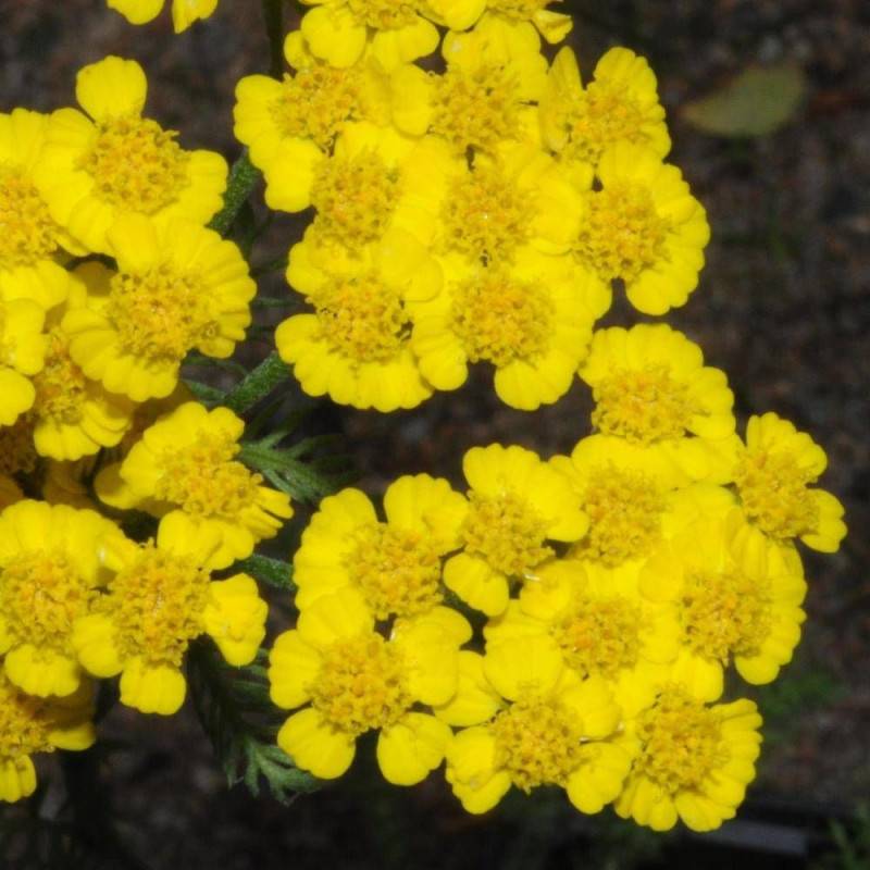 Achillée tomenteuse Aurea à fleurs Jaune - feuillage Caduc - Godet - 5/20 cm-  hauteur à maturité De 0,15 m à 0,50 m - Imagen 1