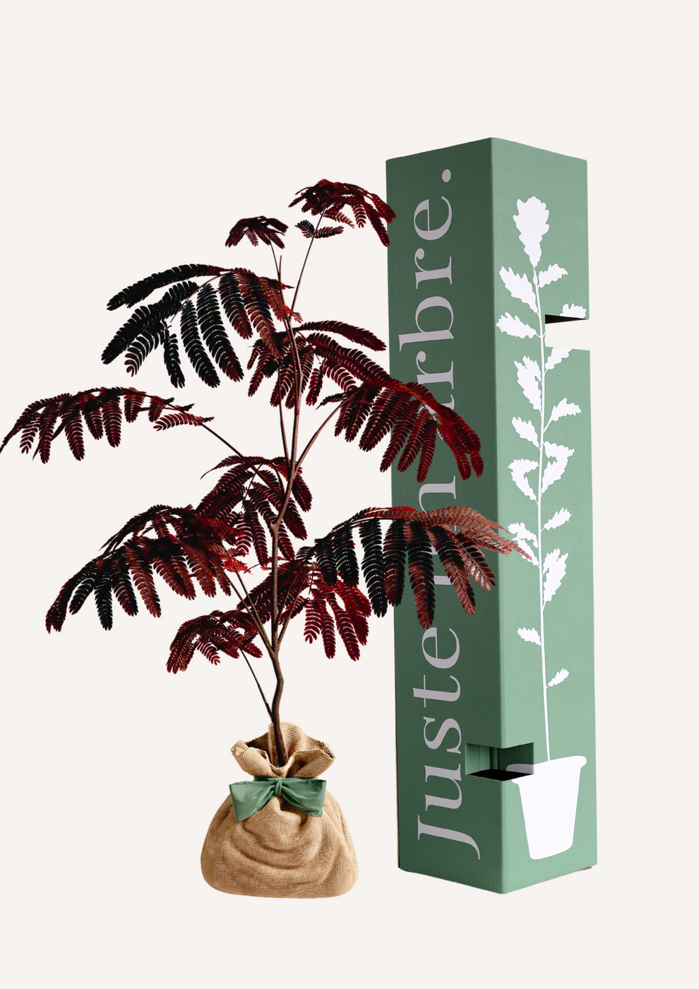 Juste Un Arbre - JUSTE UN ARBRE. – Albizia 'Summer Chocolate' – Arbre à soie pourpre | Idée cadeau original pour naissance, mariage, anniversaire – Arbre ornemental…