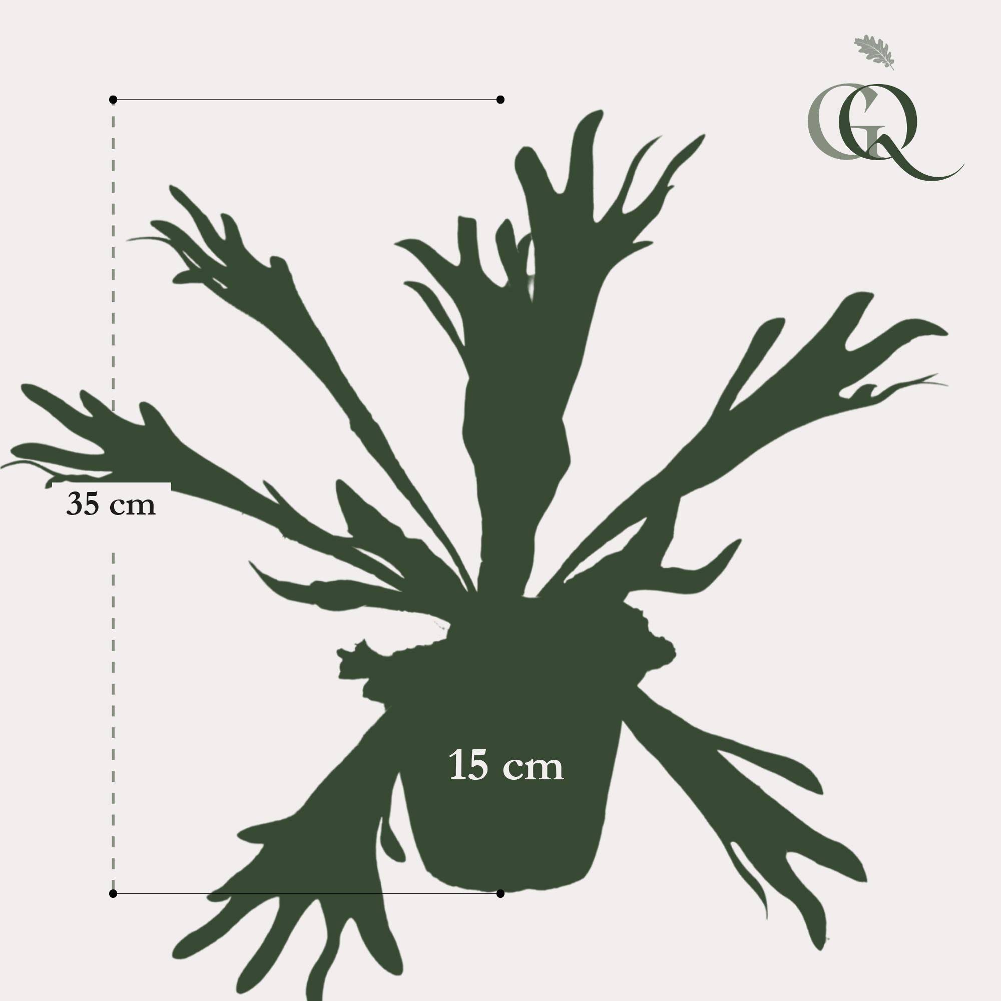La Green Touch - Platycerium plante artificielle - h33cm, Ø15cm- La Green Touch - Imagen 4