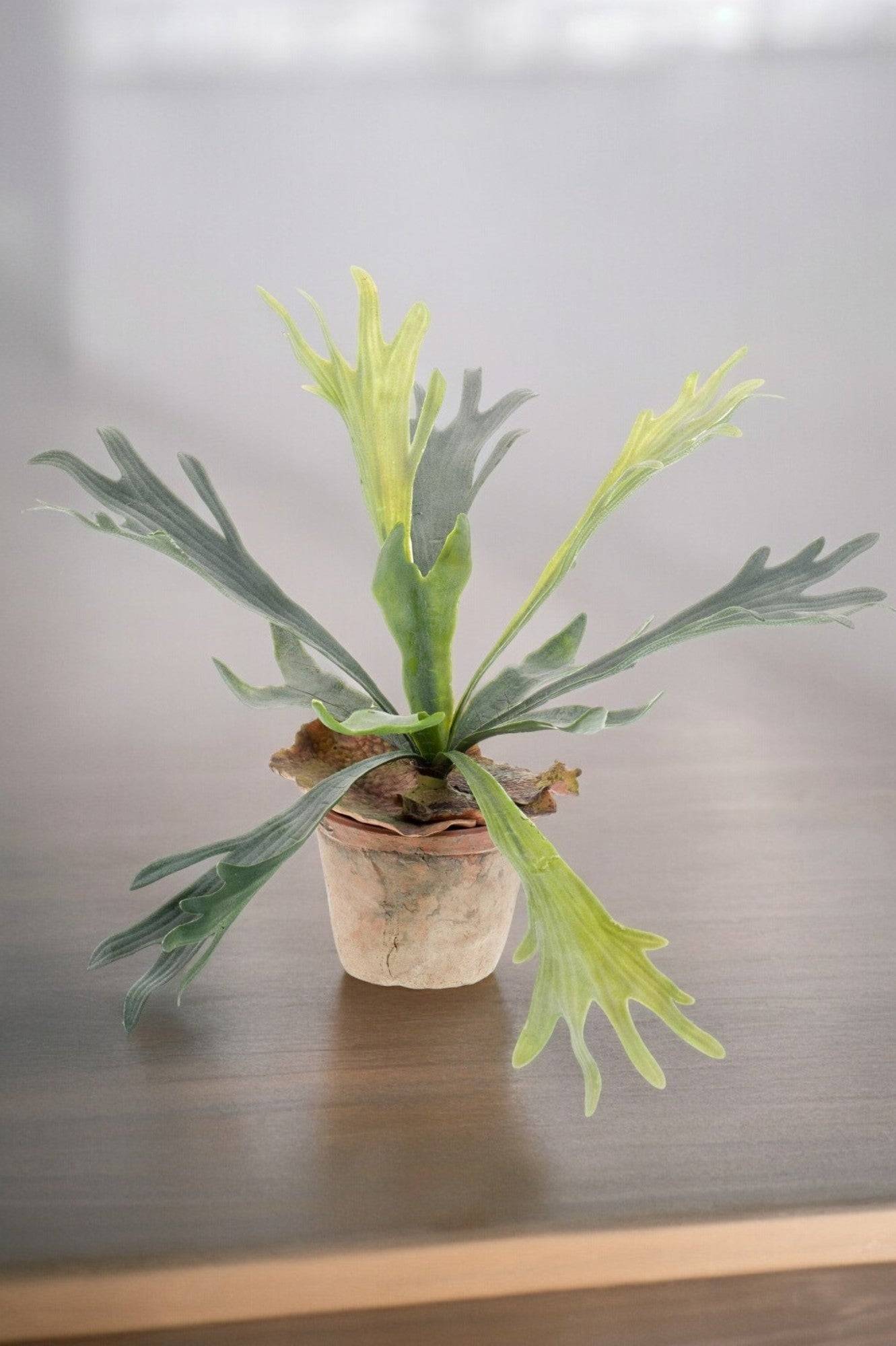 La Green Touch - Platycerium plante artificielle - h33cm, Ø15cm- La Green Touch - Imagen 1
