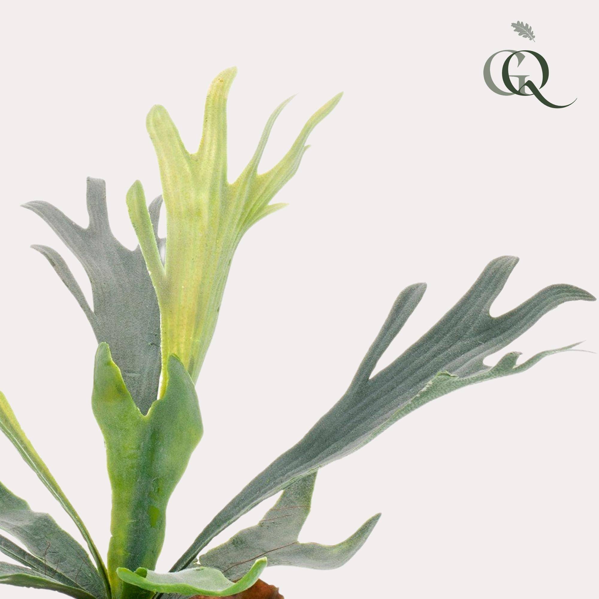 La Green Touch - Platycerium plante artificielle - h33cm, Ø15cm- La Green Touch - Imagen 2
