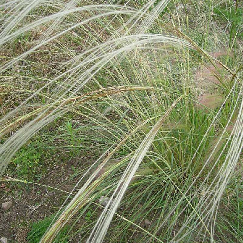 Stipa barbata - Stipe cheveux d'ange. Godet de 7/8 cm