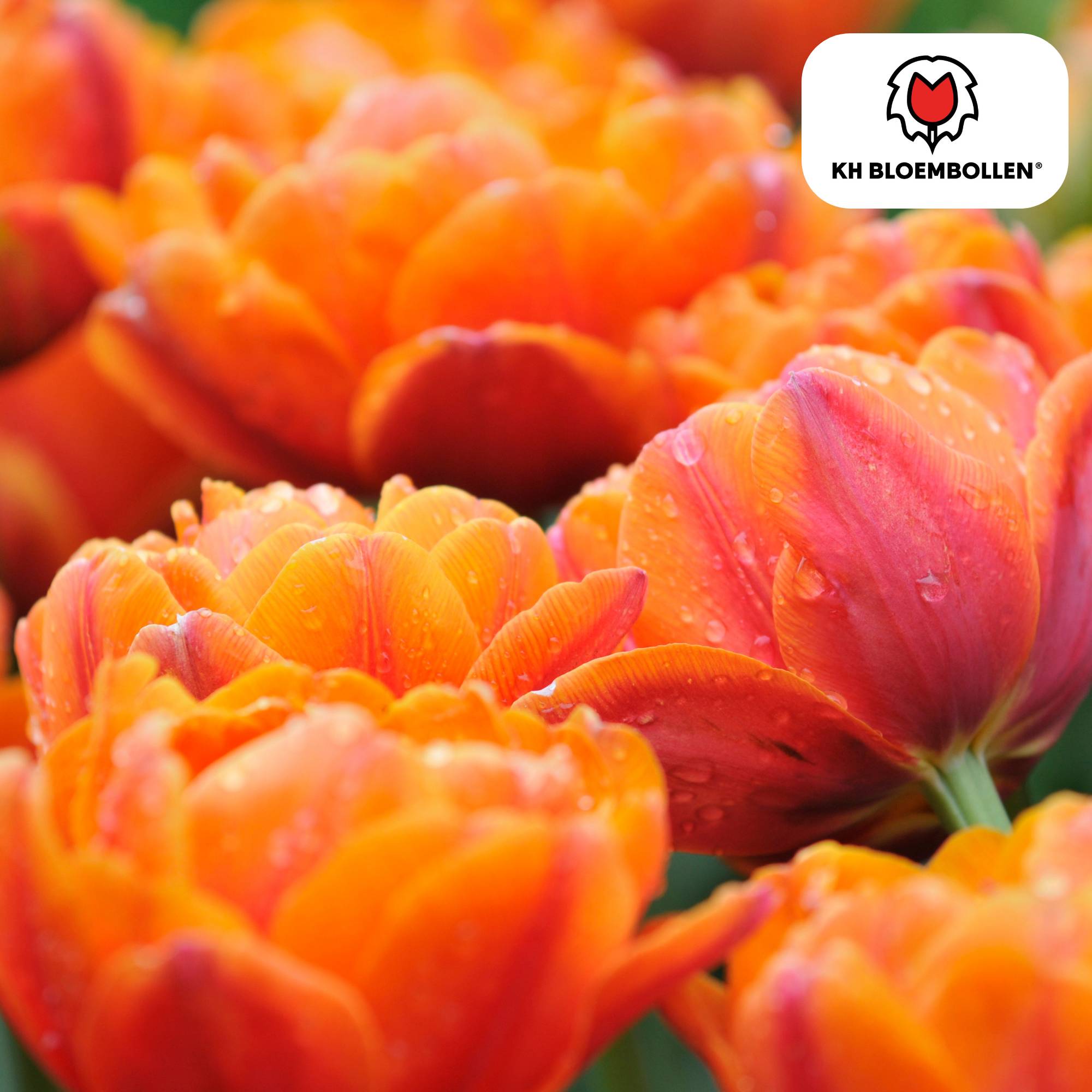 La Green Touch - Tulipe double Icoon - 20 bulbes - Image 2