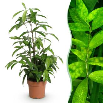 Dracaena surculosa - Ø17cm - ↕70cm - Plantes d’intérieur
