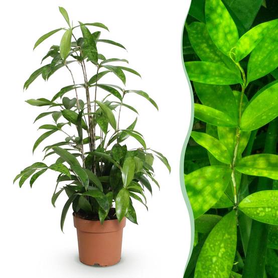 Dracaena surculosa - Ø17cm - ↕70cm - Plantes d’intérieur - Image 1