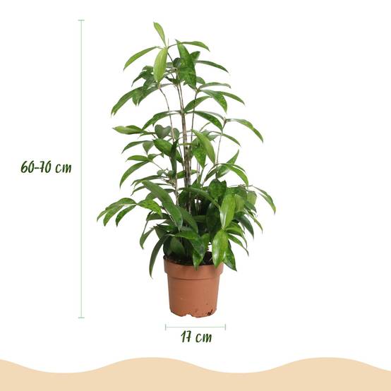 Dracaena surculosa - Ø17cm - ↕70cm - Plantes d’intérieur - Image 3