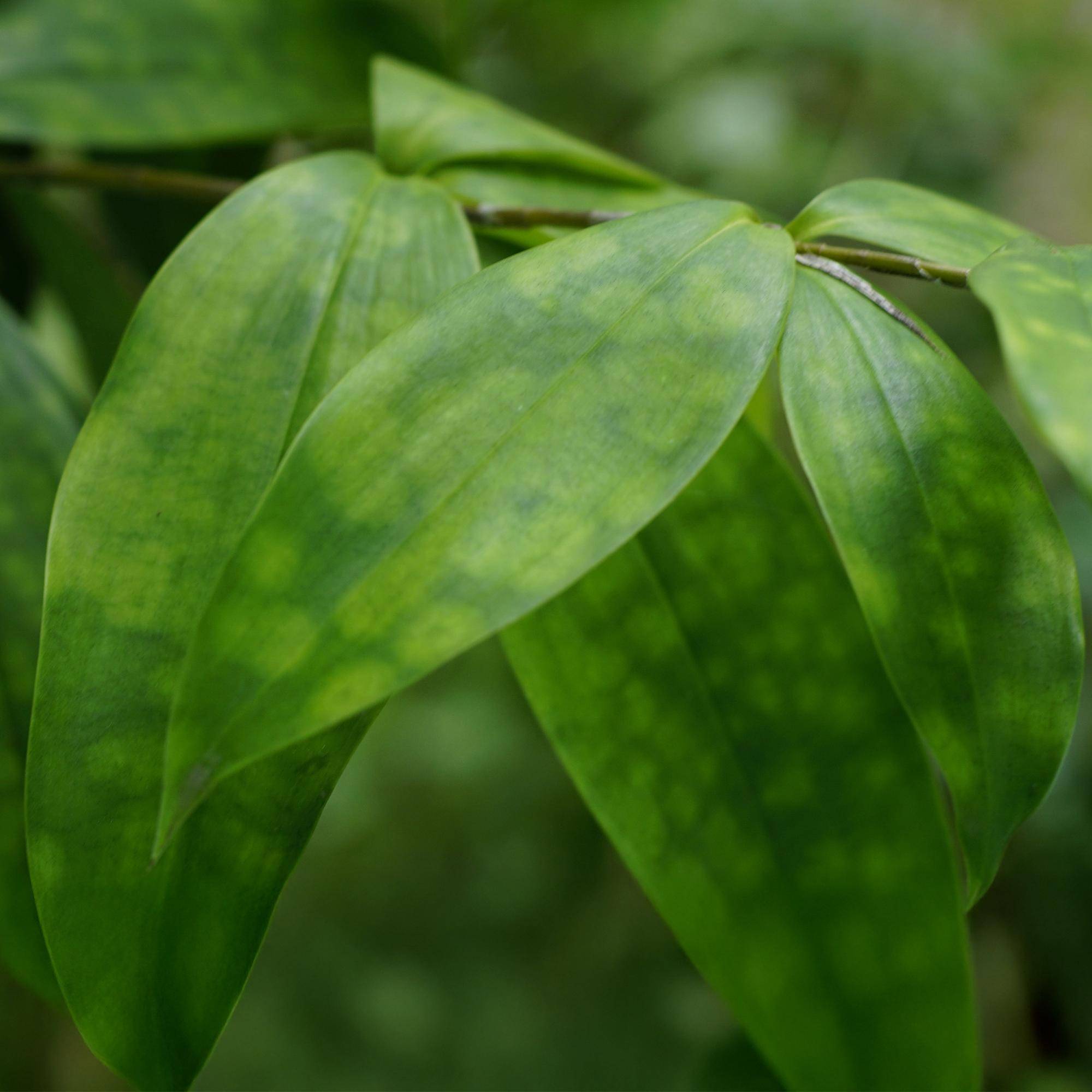 Dracaena surculosa - Ø17cm - ↕70cm - Plantes d’intérieur - Image 5