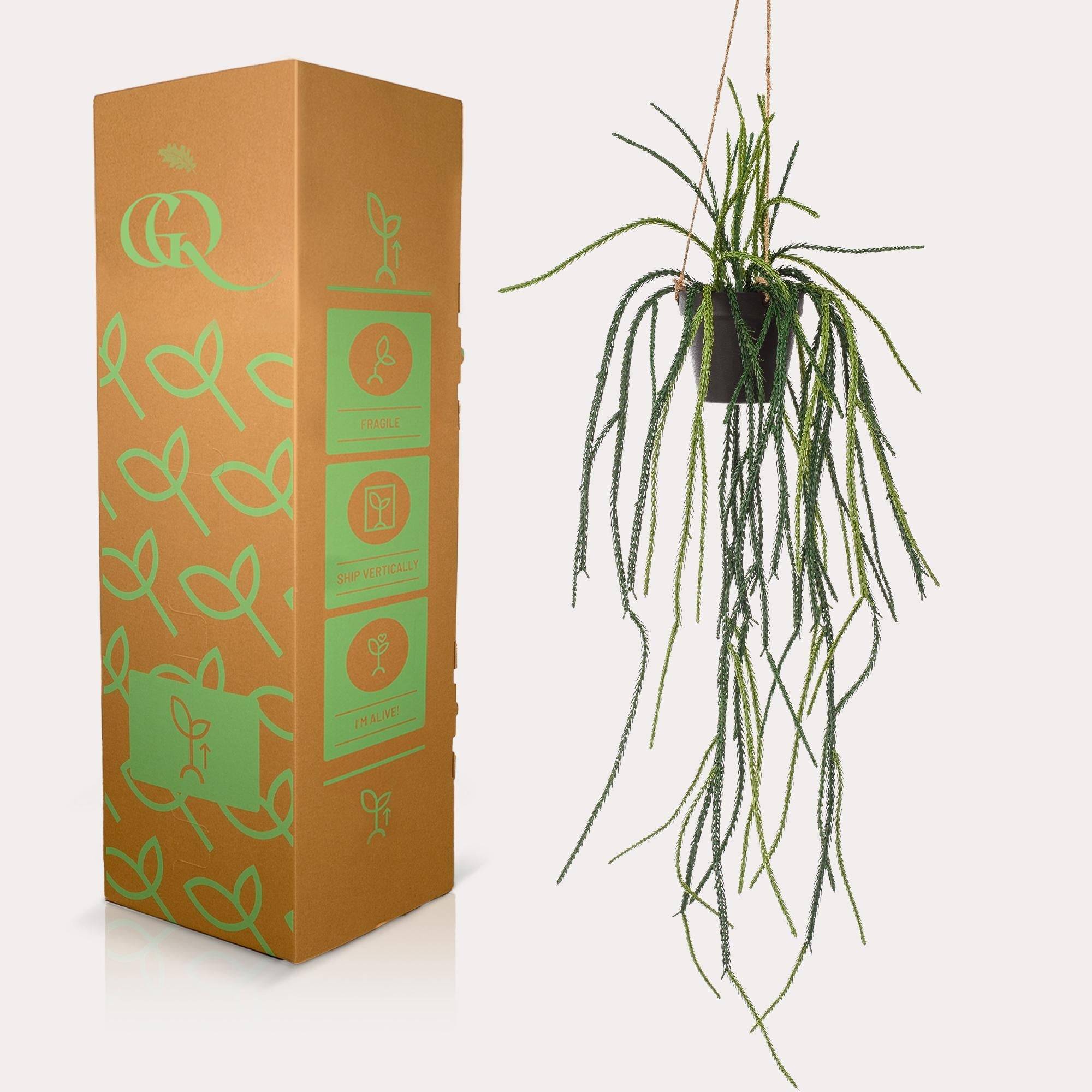 La Green Touch - Rhypsalis Coral Cactus plante artificielle - h85cm, Ø15cm- La Green Touch - Imagen 2