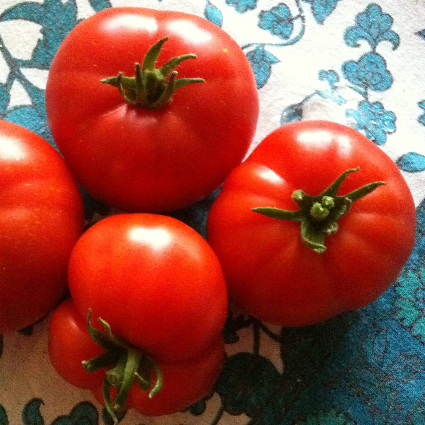 Tomate Marmande en plants Mini-motte Ø 3/4 cm, Livré en hauteur de 5 à 10 cm (par 5)