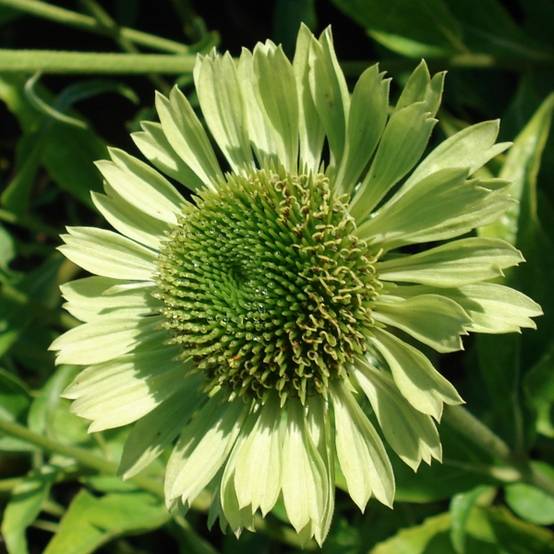 Echinacea Green Jewel - Echinacée Godet de 8/9 cm