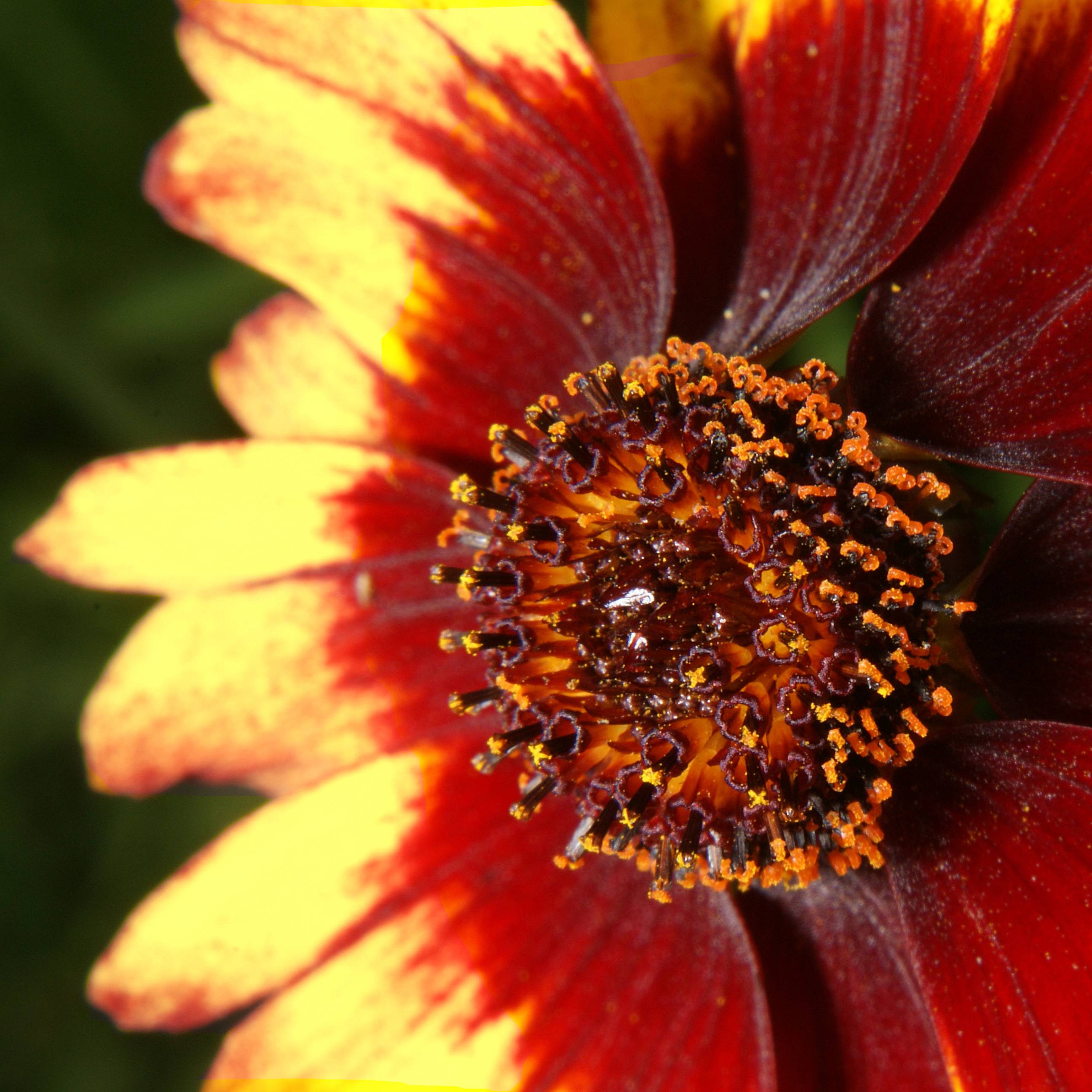 Promesse de Fleurs - Coreopsis verticillata Route 66 Godet de 8/9 cm